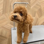 山形県 ペットショップ ワンラブ イオンモール三川店のスタッフブログ