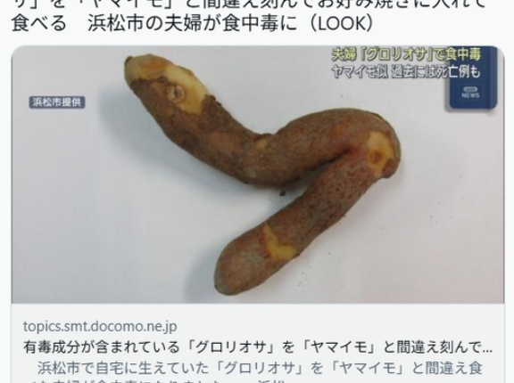 【静岡】有毒成分が含まれている「グロリオサ」を「ヤマイモ」と間違え刻んでお好み焼きに入れて食べる　浜松市の夫婦が食中毒に