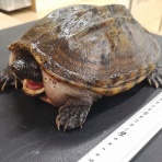 爬虫類クラブＪ千葉ニュータウン店