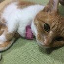 子供は二人以上産んで、戯れる兄弟を眺めるのが夢だったんだけど、出産中に子宮破裂を起こして子宮全摘。二度と妊娠できない体になってしまったけど、夢が諦められません。