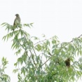 2026年7月12日の野鳥公園