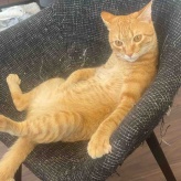 ※猫のことしか書いてません。リンちゃんが『ねこちゃんホンポ』に掲載と、リンちゃん誕生日