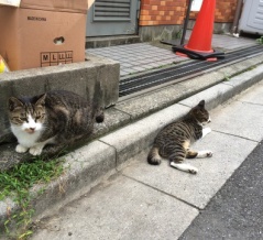 野良猫の子育て観察　20260120