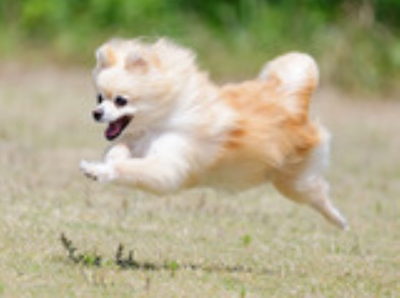 5-11-1　辻本　花ちゃん　9歳　南あわじドッグラン・飛行犬撮影所にて