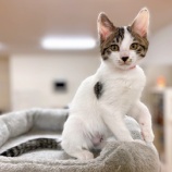 『【猫】しめじちゃん、しいたけくん 家族が決まりました』の画像