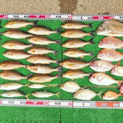 2026年4月22日　釣果