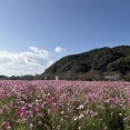 諫早・道の駅から車で10分の新スポット「飯盛町田結のコスモス畑」（諫早市飯盛町）