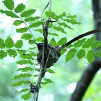 青色鳥撮り
