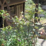 有機無農薬栽培茶　国友農園