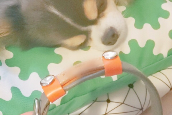 たかシェフのおうちごはん と 白い犬 と チワワ Powered By ライブドアブログ