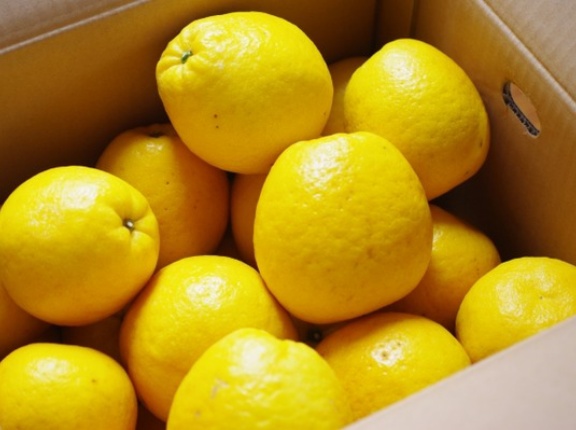 愛媛直送の柑橘を詰め放題！『いっぺこ～と』で『柑橘詰め放題』開催！4月25日、26日。