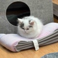 スコティッシュフォールド🐈