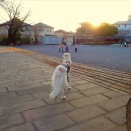 梅の花が綺麗に咲きました