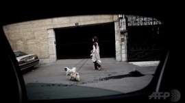 【イラン】犬を飼ったら鞭打ち74回の刑、議会に法案提出