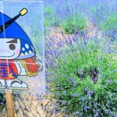 国内最大級とも呼ばれる埼玉県屈指のラベンダー園へ行ってきまして
