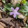 学能堂山の山芍薬とイナモリソウ