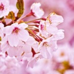 中国人「日本でもうすぐ桜が咲くぞ！ヒャッハーッ！！」