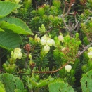 八幡平の花　大岳　仙人岱　登山口