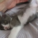 ユニークな猫の写真を集めてみました