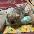 77歳　おひとり様