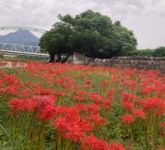 噴火災害復興のシンボル「われん川の彼岸花」（島原市鎌田町）