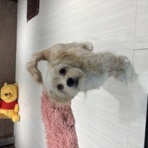 大阪府 ペットショップワンラブ イオンモール日根野店スタッフブログ