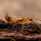 好蟻性のアカニセセミゾハネカクシ