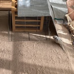 きゅるきゅるインコの日記