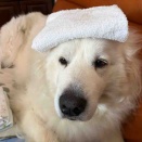 どこまで我慢できるかな❓ジニー🎶