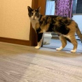 リビング集合待ちのキャリコちゃん