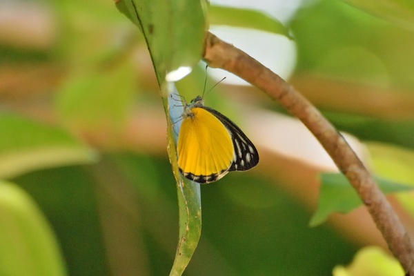 Naturing Thailand - ｶｻﾞﾘｼﾛﾁｮｳ属