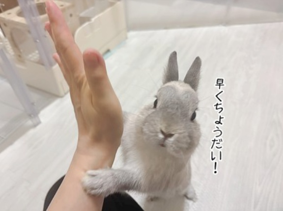 うさぎのルリ(2/17追記)