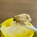 オオタバコガのラッキーちゃん旅立ち（2026/02/26）