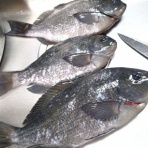 鮎・渓流いろいろ釣行記 Ⅱ