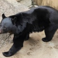 【（・(ｪ)・）】宇都宮市のクマ確保　麻酔銃2発を発射し檻の中へ