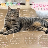 『「シャー！」は、はなびちゃんなりのご挨拶？💜』の画像
