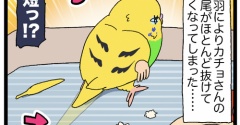 【換羽】短いカチョ、短チョ