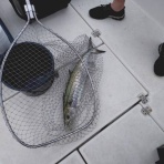 ショウヘイの大阪湾ボート釣り日記