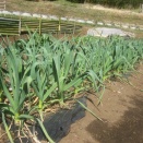 ニンニクが豊作か