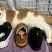 猫が「迷惑だ」と思っているときの表情