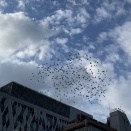 久しぶりの鳩