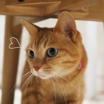 ウチの茶トラ♪