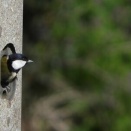 シジュウカラの巣作りその後