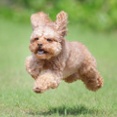 9-24-1　中山　ノアちゃん　3歳　南あわじドッグラン・飛行犬撮影所にて