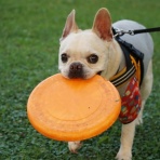 ﾌﾚﾝﾁﾌﾞﾙﾄﾞｯｸﾞまさお日記