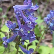 北海道の広大な公園のエゾエンゴサクの花畑
