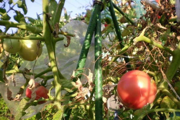 じいじの野菜づくり トマト 12