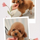 シャンプーカット トイプードル 片田