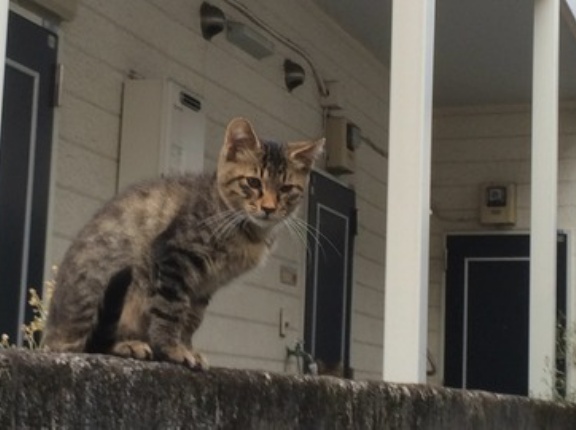 家猫と野良猫の分岐点　20260315