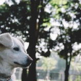 『久しぶりに見た白い犬と高齢女性の散歩姿』の画像